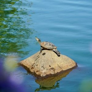 Meet your Posher, Brandyce